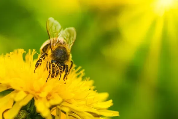 Bee